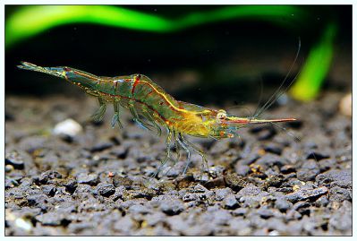 /images/product_images/info_images/shrimp/shrimp-red-nose-palaemon-scarletti_3.jpg