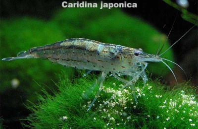 Креветка Амано - Caridina japonica 2,5-3 см