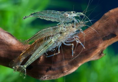 /images/product_images/info_images/shrimp/shrimpt-amano-caridina-japonica-25-3-sm_1.jpg