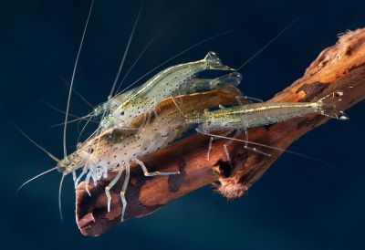 /images/product_images/info_images/shrimp/shrimpt-amano-caridina-japonica-25-3-sm_2.jpg