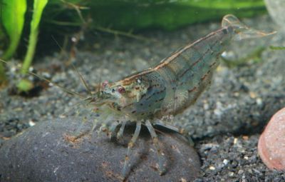 /images/product_images/info_images/shrimp/shrimpt-amano-caridina-japonica-25-3-sm_3.jpg