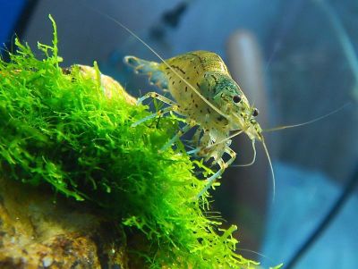 /images/product_images/info_images/shrimp/shrimpt-amano-caridina-japonica-25-3-sm_6.jpg