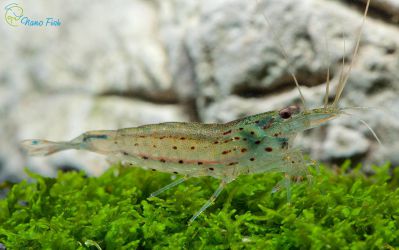 Креветка Амано - Caridina japonica 3,5-4 см