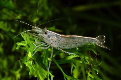 /images/product_images/info_images/shrimp/shrimpt-amano-caridina-japonica-35-4-sm_1.jpg