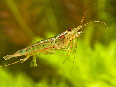 /images/product_images/info_images/shrimp/shrimpt-amano-caridina-japonica-35-4-sm_3.jpg