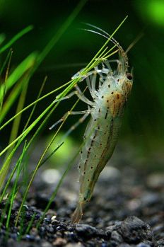 /images/product_images/info_images/shrimp/shrimpt-amano-caridina-japonica-35-4-sm_4.jpg