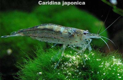 /images/product_images/info_images/shrimp/shrimpt-amano-caridina-japonica-35-4-sm_5.jpg