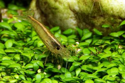 /images/product_images/info_images/shrimp/shrimpt-amano-caridina-japonica-35-4-sm_6.jpg