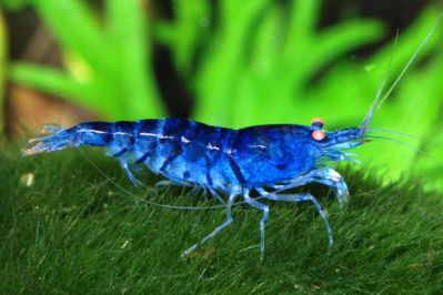 /images/product_images/info_images/shrimp/sinij-tigr-orange-eyes---orange-eyes-blue-tiger_2.jpg