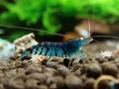 /images/product_images/info_images/shrimp/sinij-tigr-orange-eyes---orange-eyes-blue-tiger_3.jpg