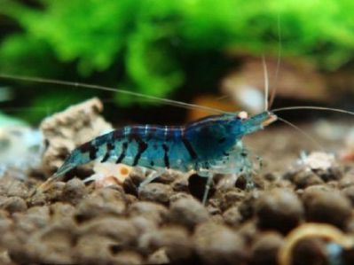 /images/product_images/info_images/shrimp/sinij-tigr-orange-eyes---orange-eyes-blue-tiger_3.jpg