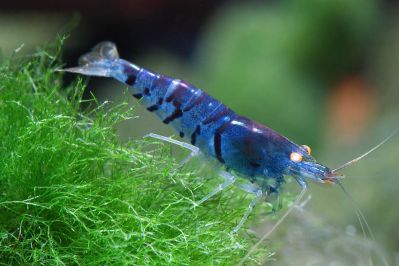 /images/product_images/info_images/shrimp/sol-dlja-kristalov---saltyshrimp-bee-shrimp-mineral-gh_3.jpg