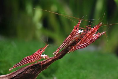 /images/product_images/info_images/shrimp/sol-dlja-sulavesi---sulawesi-mineral-85---50-g_2.jpg