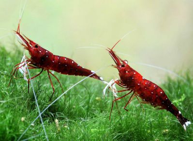 /images/product_images/info_images/shrimp/sol-dlja-sulavesi---sulawesi-mineral-85---50-g_4.jpg