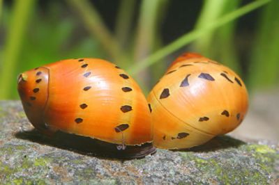 /images/product_images/info_images/shrimp/ulitka-neritina-krasnotochechnaja-neritina-natalensis-red-spotted_4.jpg