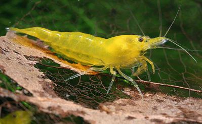 Креветка Желтая Канарейка Yellow Neocaridina Shrimp
