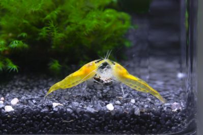 /images/product_images/info_images/shrimp/yellow-neocaridina-shrimp_1.jpg