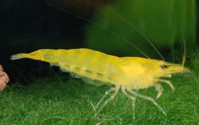 /images/product_images/info_images/shrimp/yellow-neocaridina-shrimp_2.jpg