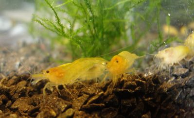 /images/product_images/info_images/shrimp/yellow-neocaridina-shrimp_3.jpg