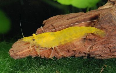 /images/product_images/info_images/shrimp/yellow-neocaridina-shrimp_4.jpg