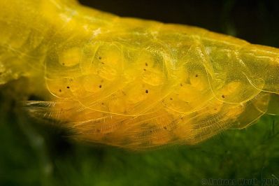 /images/product_images/info_images/shrimp/yellow-neocaridina-shrimp_5.jpg