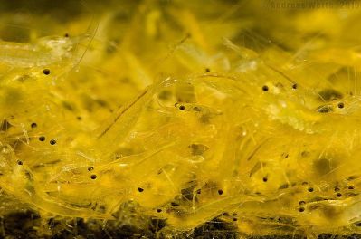 /images/product_images/info_images/shrimp/yellow-neocaridina-shrimp_6.jpg