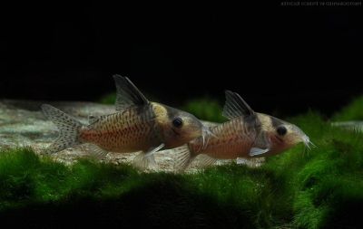 Сомик Меланистиус - Corydoras melanistius