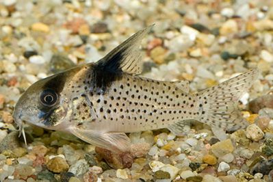 /images/product_images/info_images/somik-melanistius---corydoras-melanistius_1.jpg