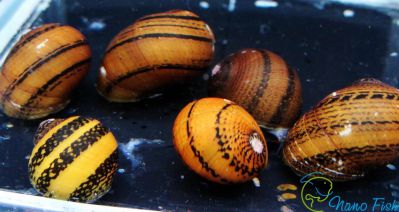 /images/product_images/info_images/ulitka-neritina-o-ring-neritina-o-ring-snail_1.jpg