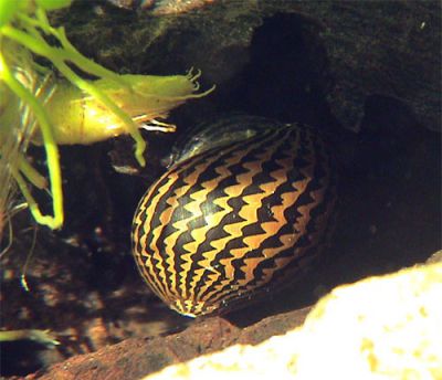 /images/product_images/info_images/ulitka-neritina-zelenyj-tigr-----neritina-green-tiger-snail_1.jpg