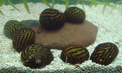 /images/product_images/info_images/ulitka-neritina-zelenyj-tigr-----neritina-green-tiger-snail_2.jpg