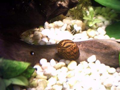 /images/product_images/info_images/ulitka-neritina-zelenyj-tigr-----neritina-green-tiger-snail_3.jpg