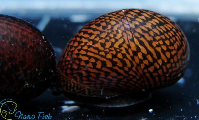 /images/product_images/info_images/ulitka-neritina-zelenyj-tigr-----neritina-green-tiger-snail_4.jpg