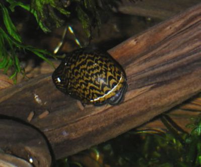 /images/product_images/info_images/ulitka-neritina-zelenyj-tigr-----neritina-green-tiger-snail_5.jpg