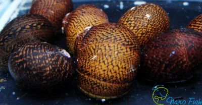 /images/product_images/info_images/ulitka-neritina-zelenyj-tigr-----neritina-green-tiger-snail_6.jpg