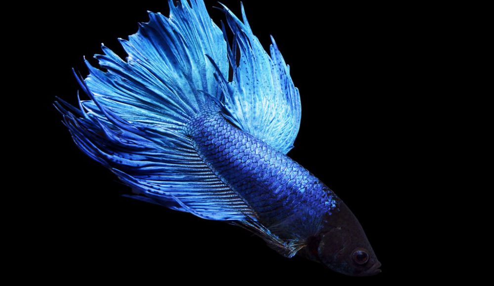 http://www.nanofish.com.ua/images/product_images/popup_images/fish/petushok-siamskij-sinij-betta-splendens_1.jpg