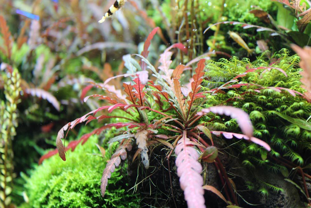 [Imagen: gigrophila-pinnatiphida---hygrophila-pinnatifida.jpg]