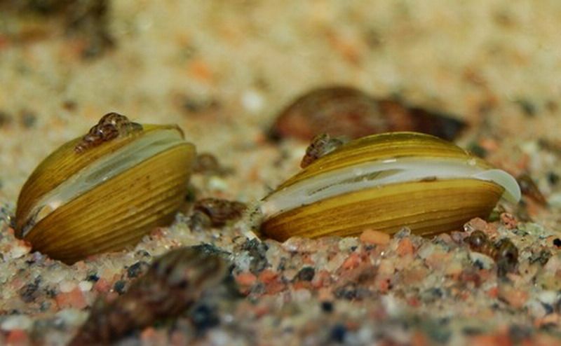 двустворчатые моллюски в аквариуме