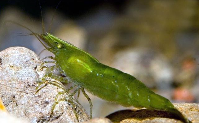 ÐÐ°ÑÑÐ¸Ð½ÐºÐ¸ Ð¿Ð¾ Ð·Ð°Ð¿ÑÐ¾ÑÑ Caridina sp. "Dark Green"