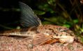 Лорикария Королевская - Loricaria simillima