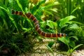Акантофтальмус Кюля - Acanthophthalmus Kuhlii
