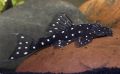 Анциструс Бриллиантовый L-184 - Brilliant Bristlenose Pleco