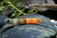 Бичок Червонопоясний - Sicyopus zosterophorus