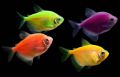 Glofish - GloTetra - Тернеция