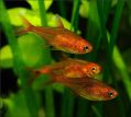 ����� ������ (Hyphessobrycon amandae)