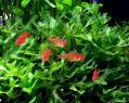 ����� ������ (Hyphessobrycon amandae)