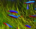 Красный неон, Cardinal Tetra,  Paracheirodon axelrodi