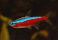 Cardinal Tetra, Неон красный - Paracheirodon axelrodi