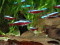 Cardinal Tetra, Неон красный,  Paracheirodon axelrodi