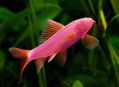 Лабео Glofish Розовый - Labeo frenatus Glofish Pink